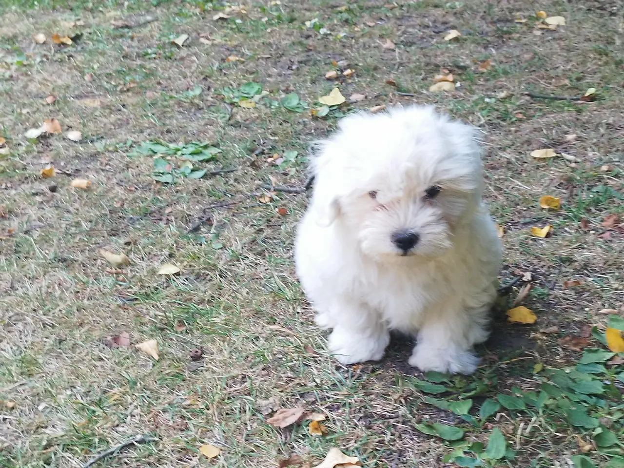 Billede 5 - Coton de tulear hvalp han