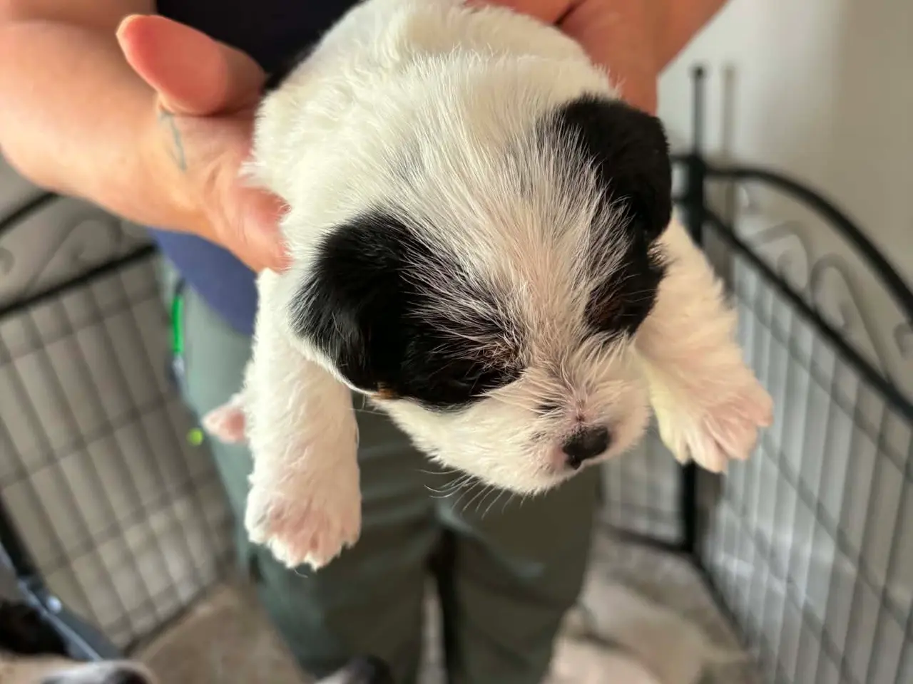 Billede 3 - Dansk svenskgårdhund/ shitzu hvalpe