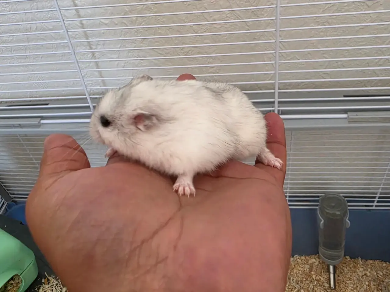 Billede 3 - Hamster lille hvid/grå