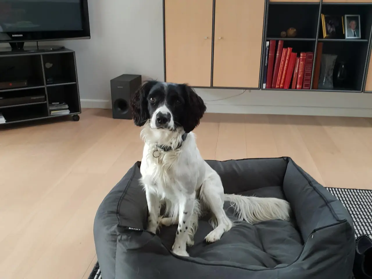 Billede 6 - FT springer spaniel hvalpe