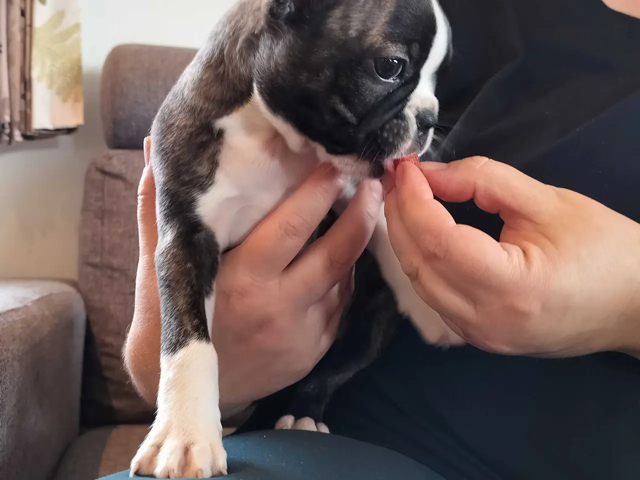 Billede 14 - Boston terrier