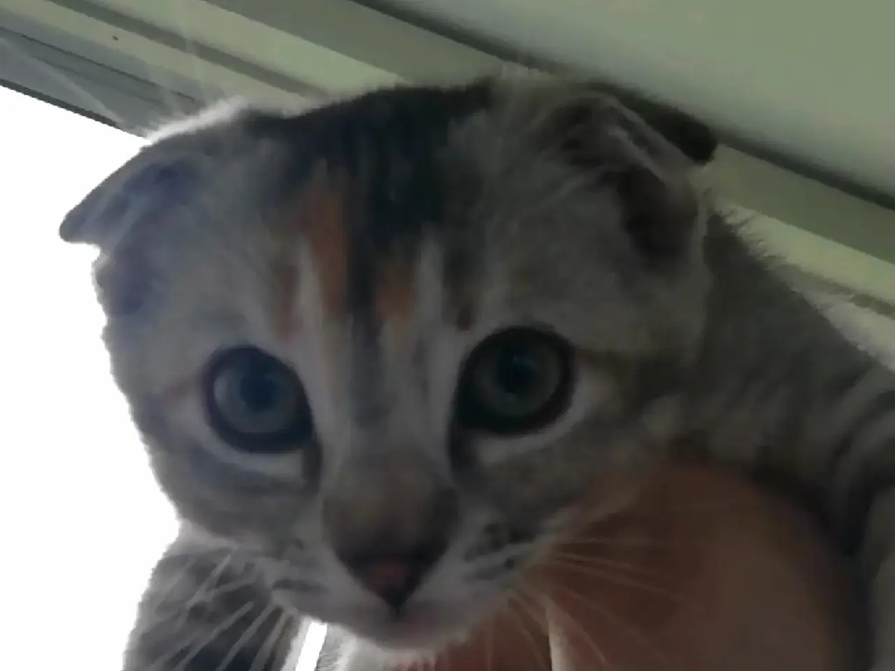 Billede 1 - Lisa – Sød og blid Scottish Fold hunkat søger kærl