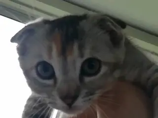 Lisa – Sød og blid Scottish Fold hunkat søger kærl