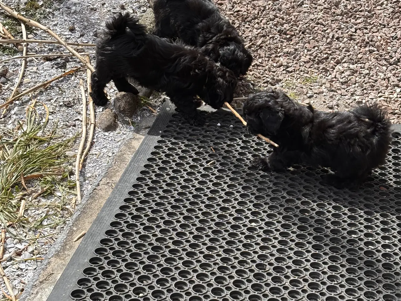 Billede 4 - To piger tilbage 😍
