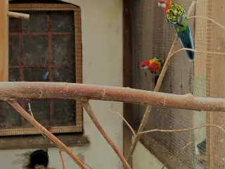 Alm.Rosella 