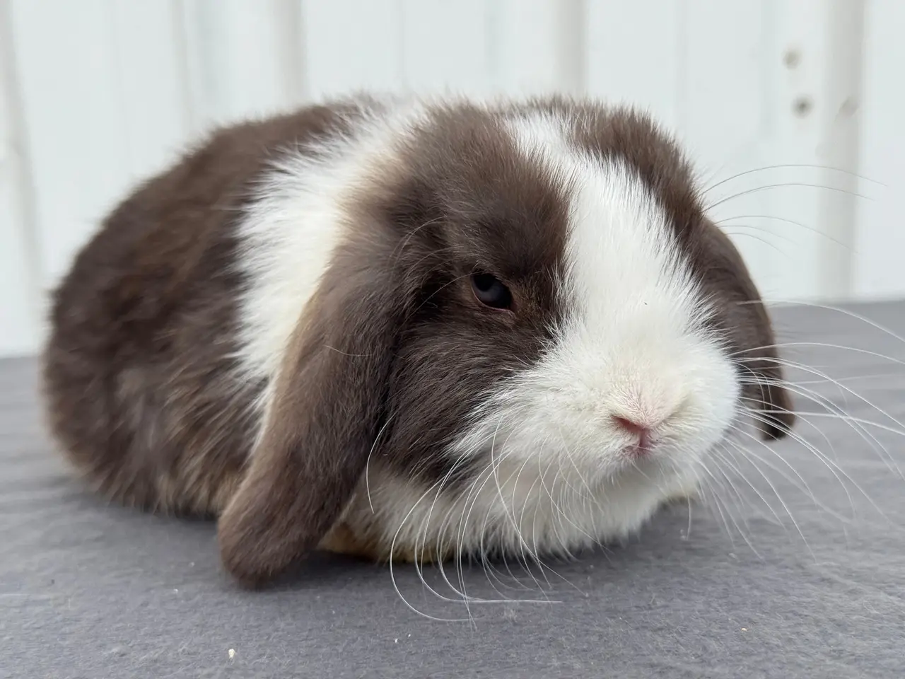 Billede 3 - Mini lop hankanin