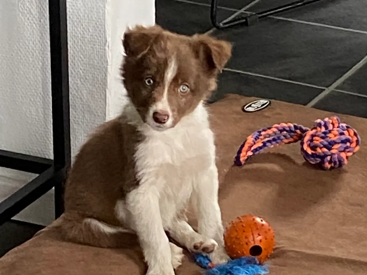 Billede 8 - Border Collie Så er vi Klar