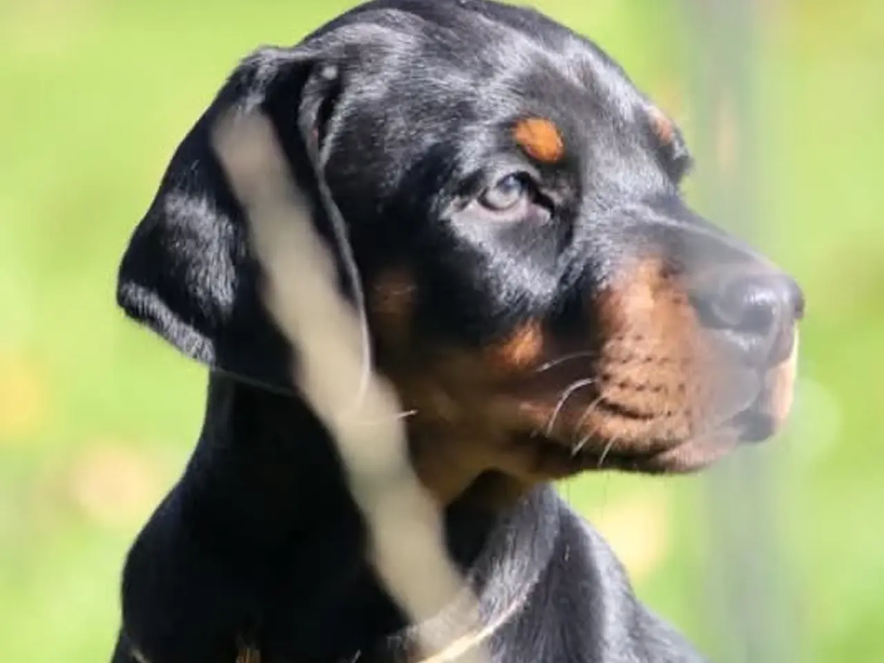 Billede 3 - Dobermann hvalpe i top klasse