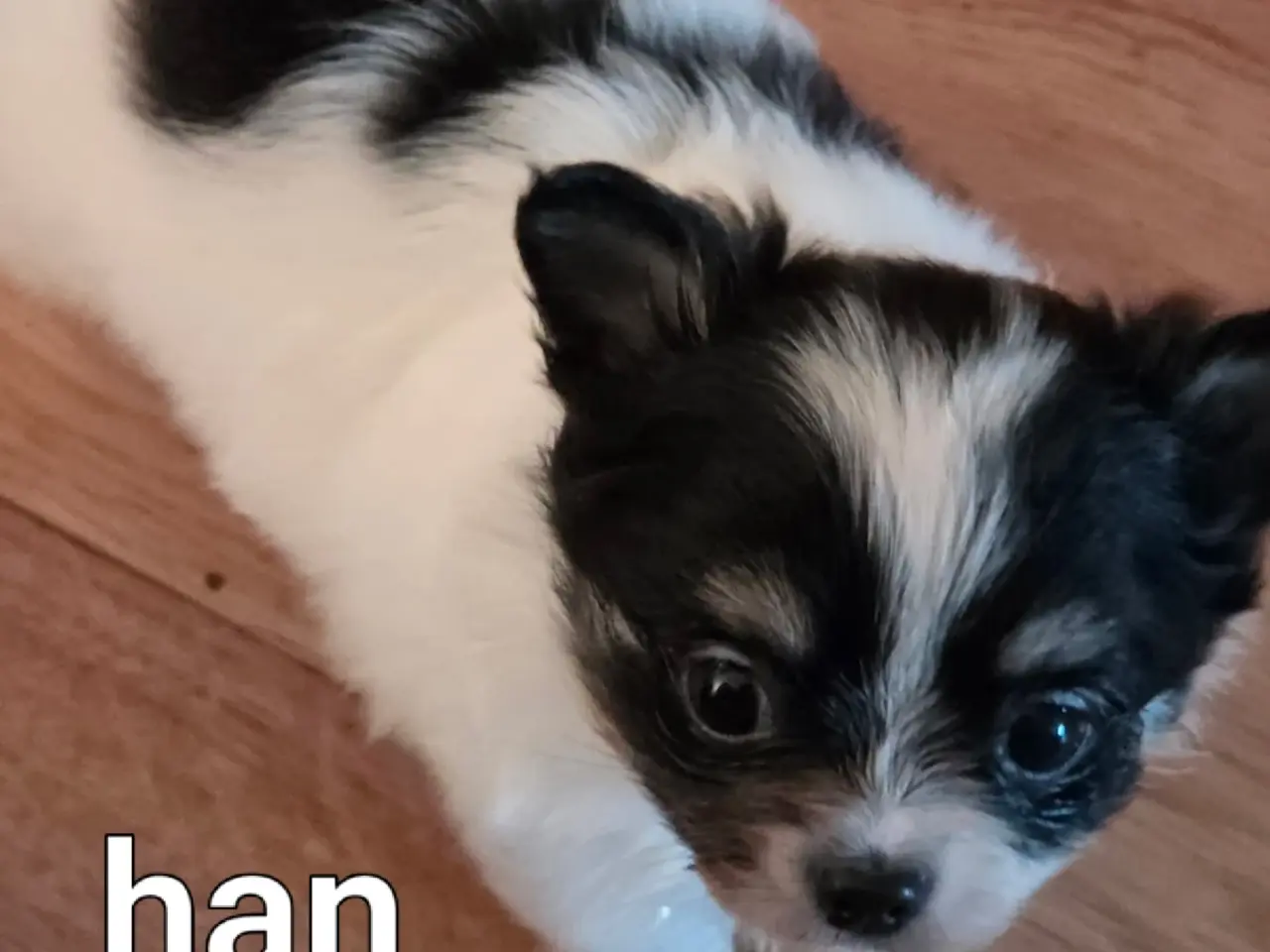 Billede 3 - Langhåret Chihuahua hvalpe
