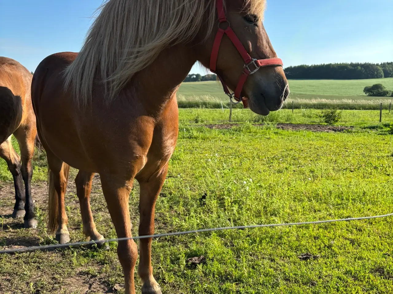 Billede 4 - Cool tur hest