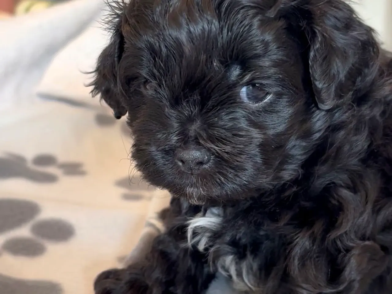 Billede 6 - Toy Shihpoo hvalpe. 3 drenge