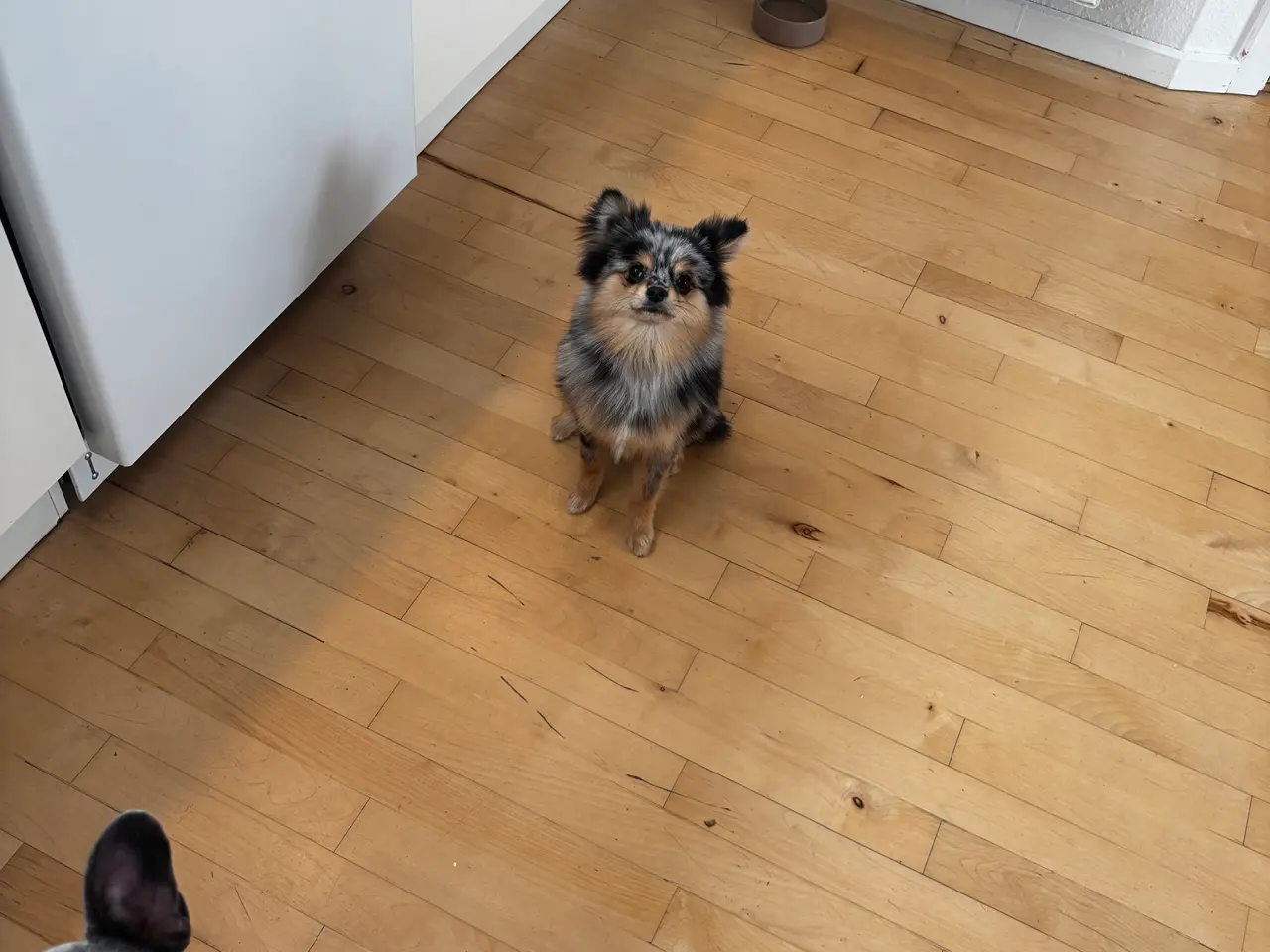 Billede 2 - Nemo søger det helt rigtige hjem (Pomchi)