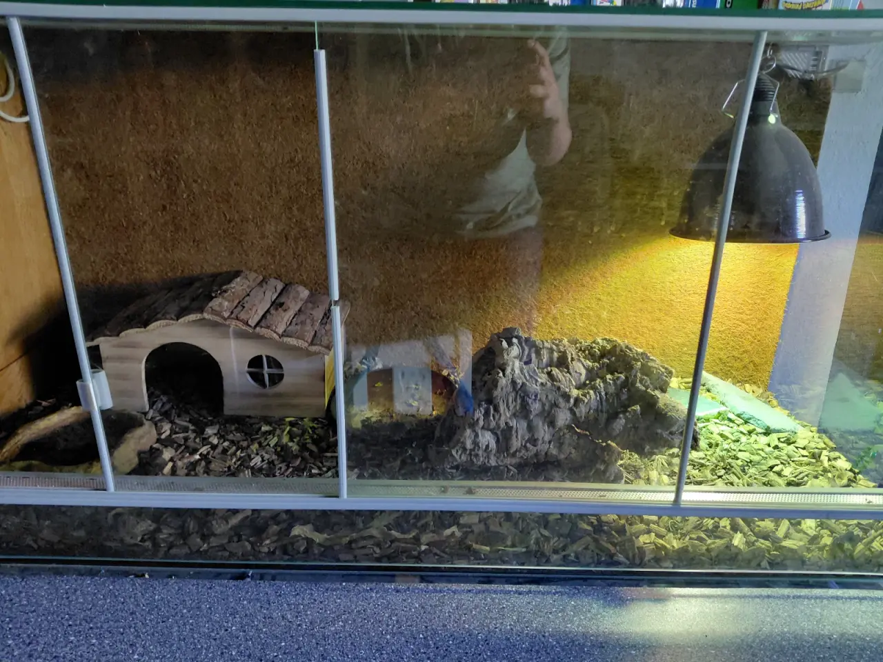 Billede 1 - Russisk landskildpadde