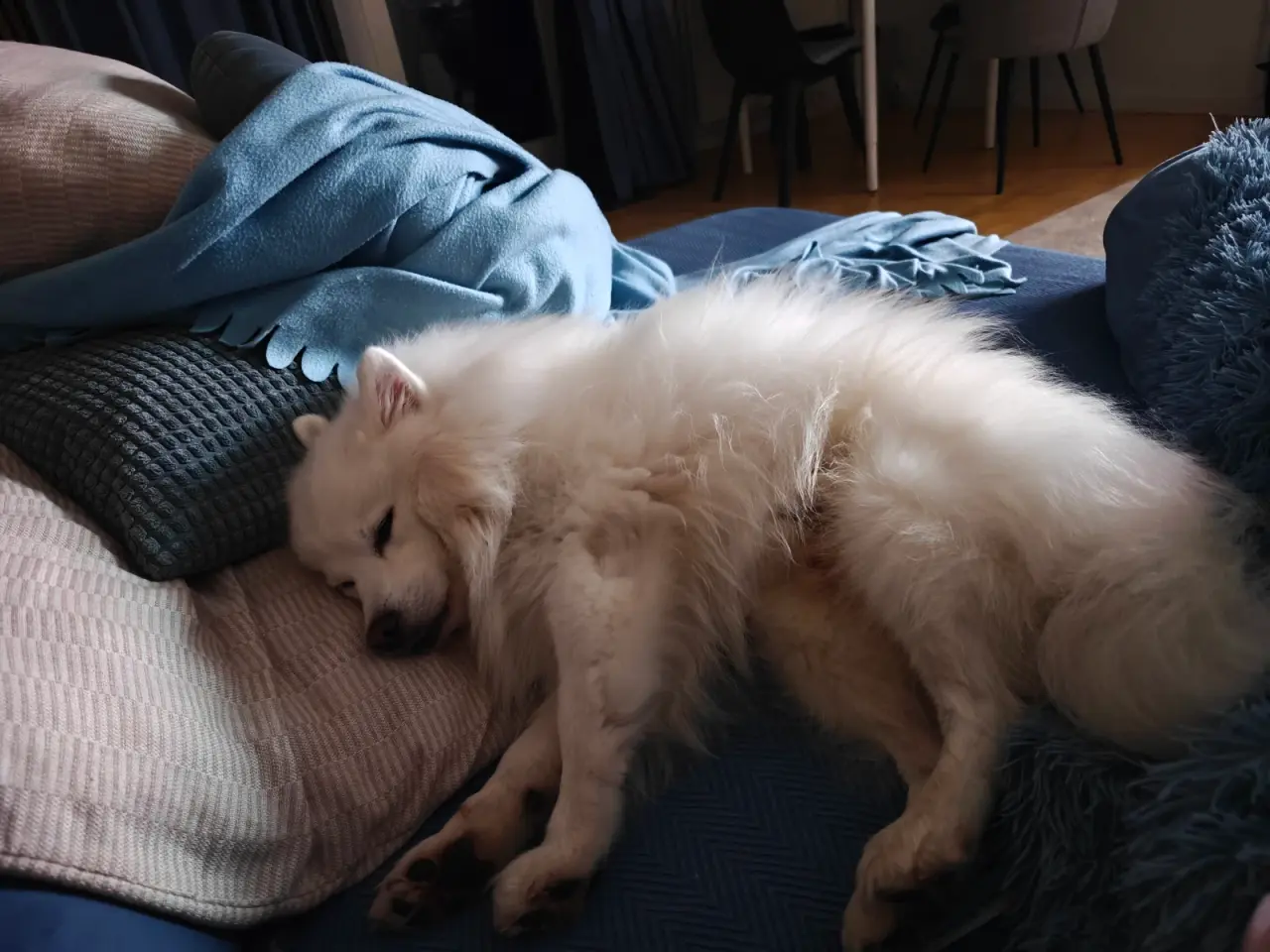 Billede 2 - MØD CODY - lille hund med et stort hjerte