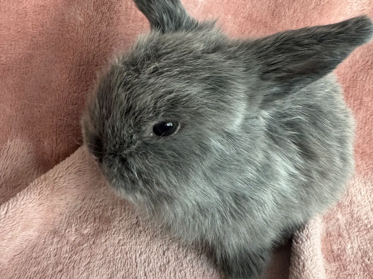 Billede 4 - 🐰Mini lop kanin unger🐰
