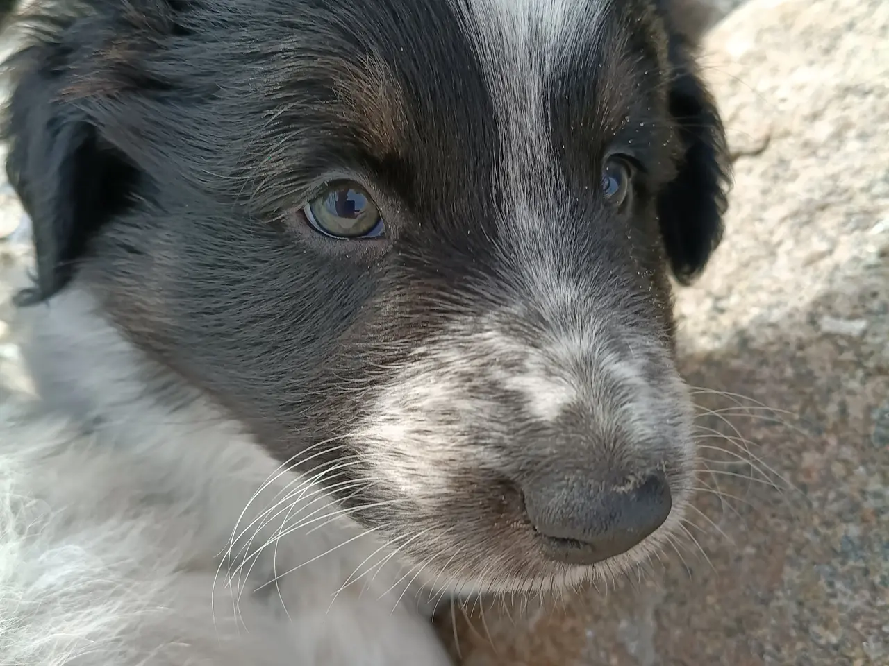 Billede 2 - Australien sheppard/border collie