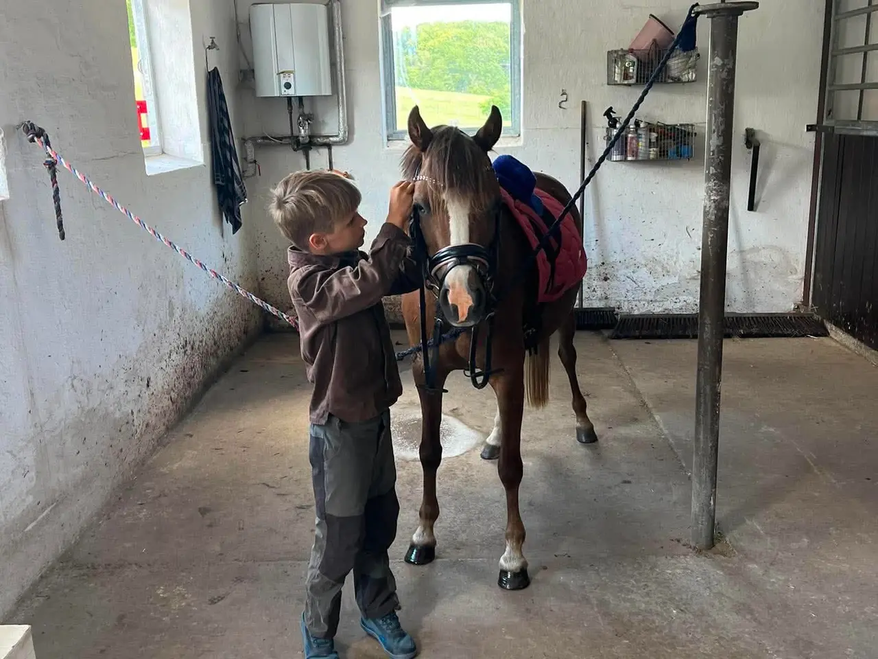 Billede 8 - Pony kat.3