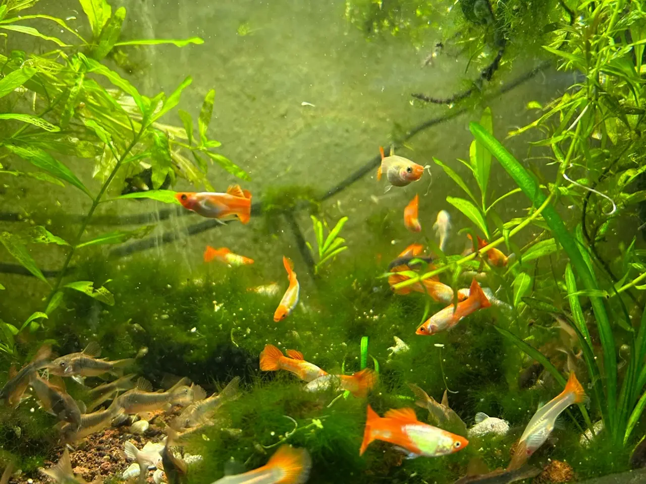 Billede 20 - 🐠❤️ Rednose Koi Guppy Par | Hvid Krop & Rød Hale