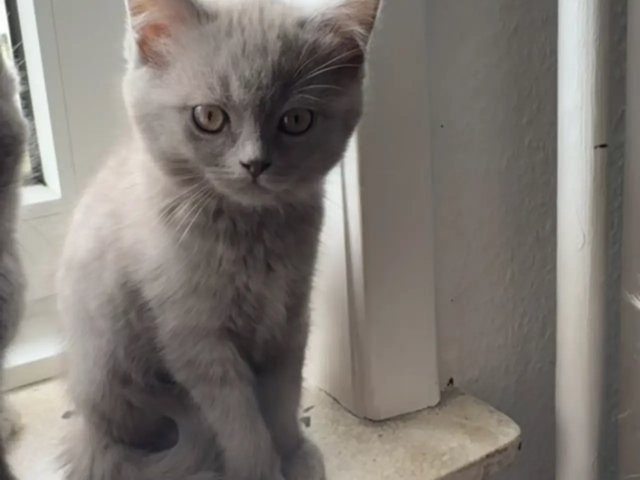 Billede 11 - British shorthair pige (Lilac)