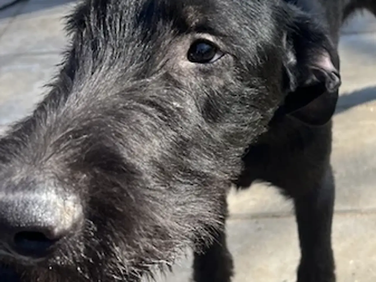 Billede 8 - 2 søde og aktive Dobermann blandingshvalpe