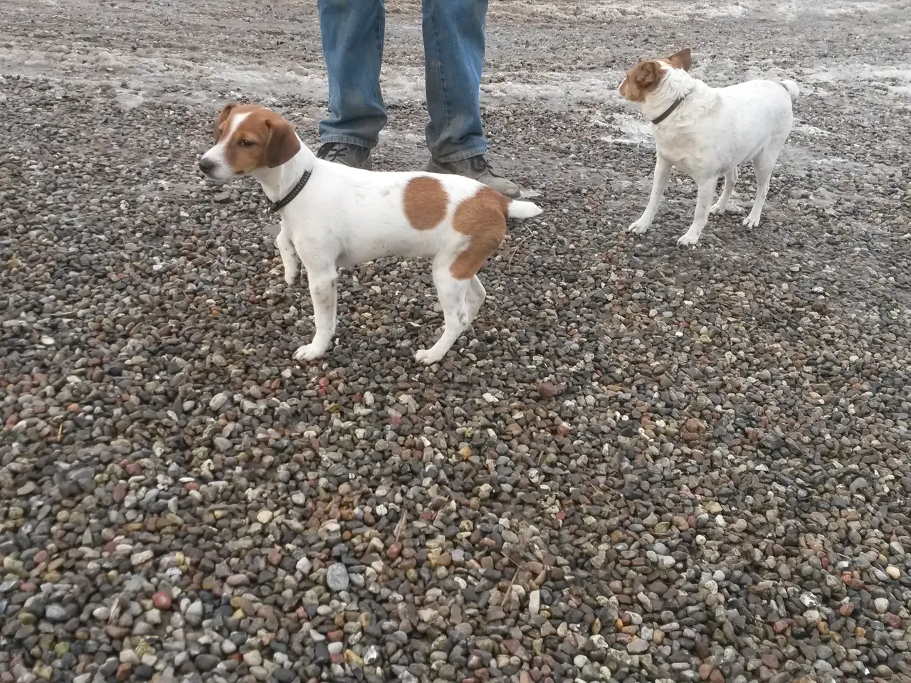 Billede 1 - Dansk/Svensk gårdhund sælges