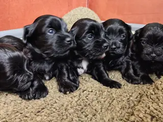sødeste Bichon Havanais hvalpe