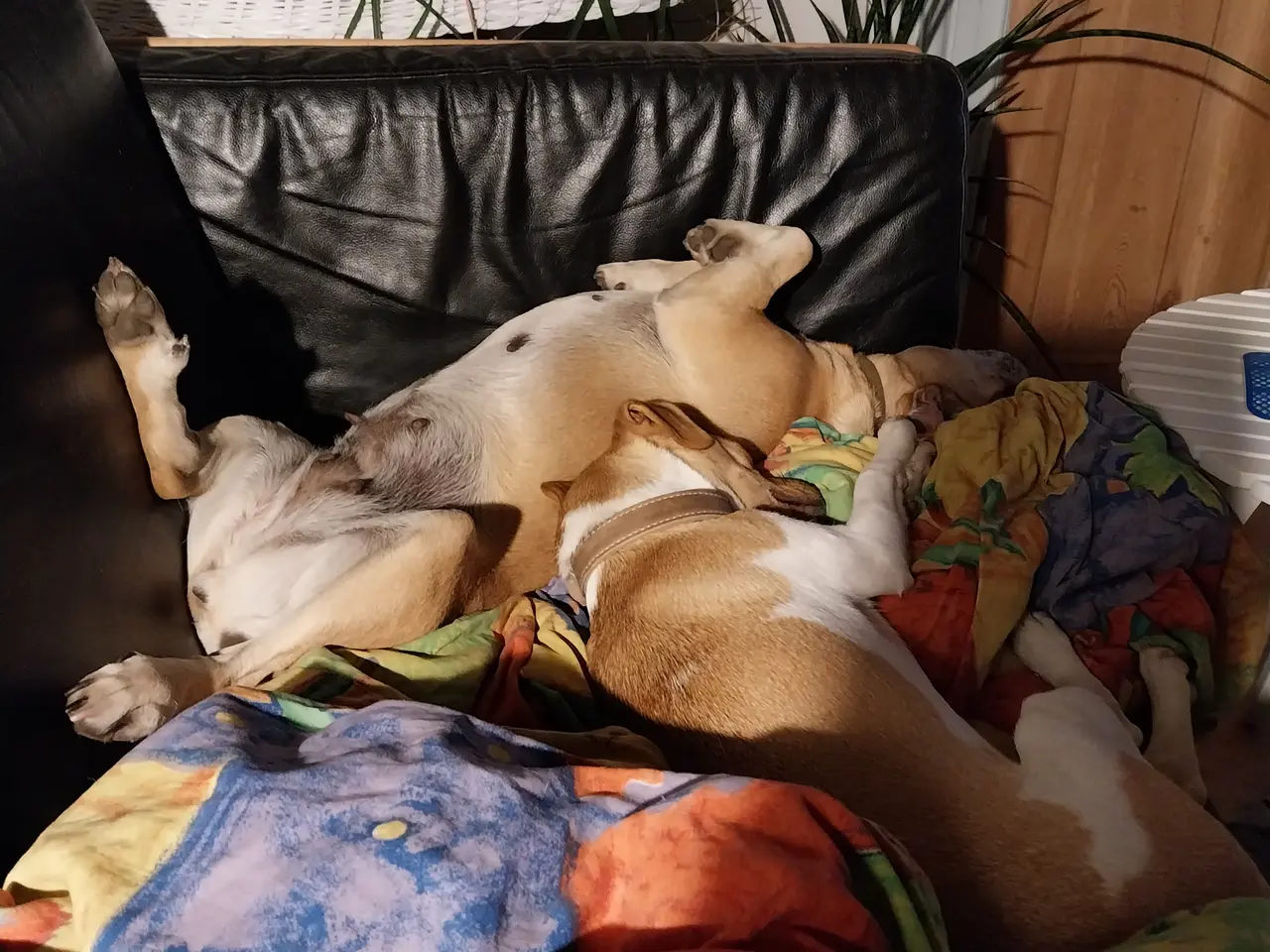 Billede 3 - Nellie - mops/dansk svensk gårdhund søger nyt hjem