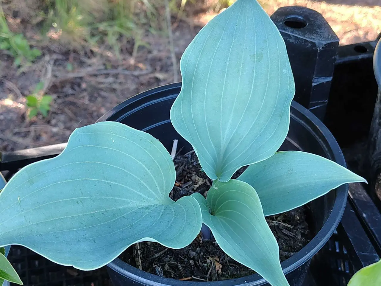 Billede 2 - Forskellige Hosta 