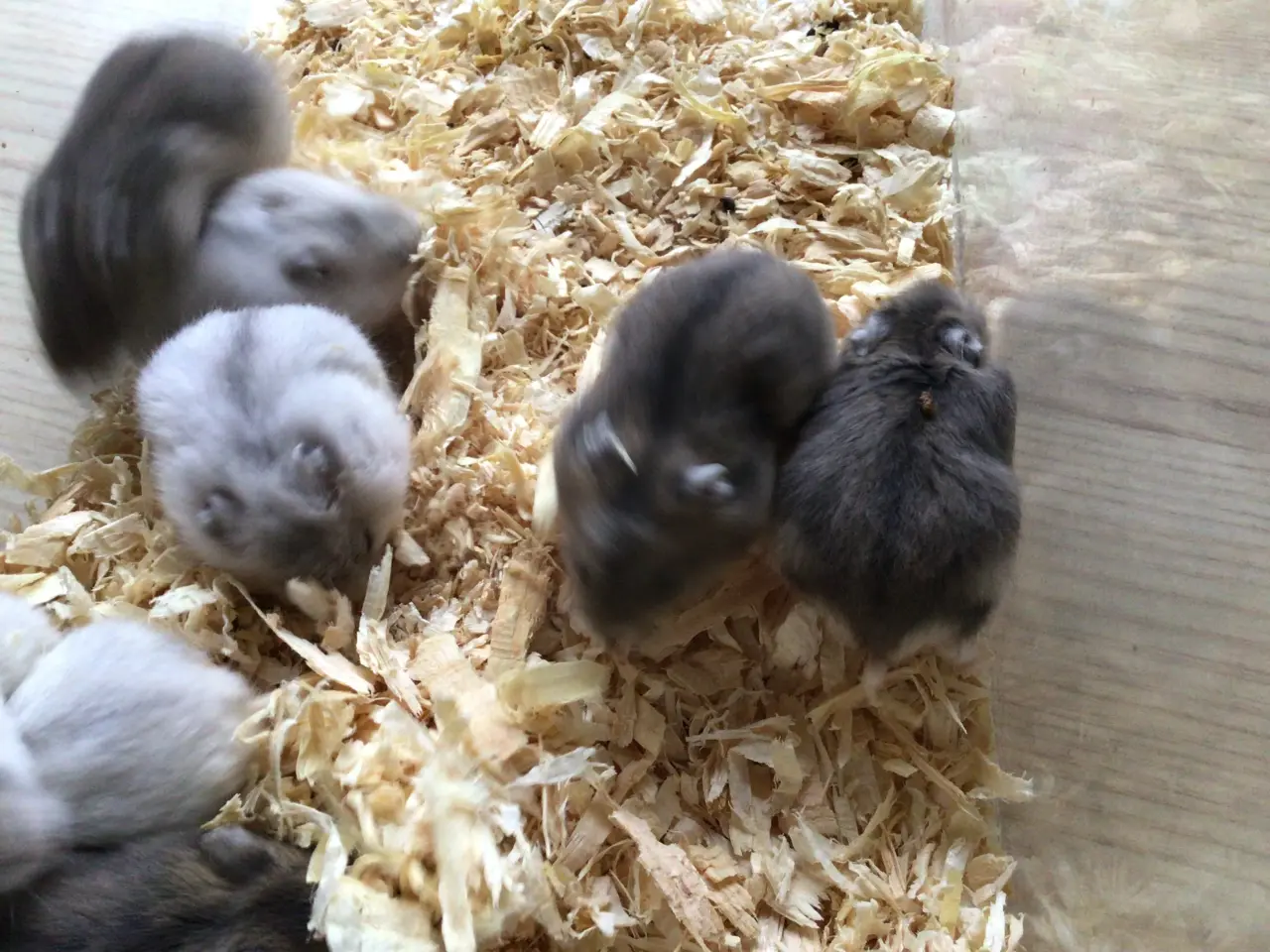 Billede 6 - Cambells hamster
