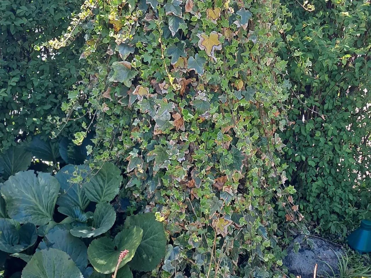 Billede 2 - Flotte planter bortgives 