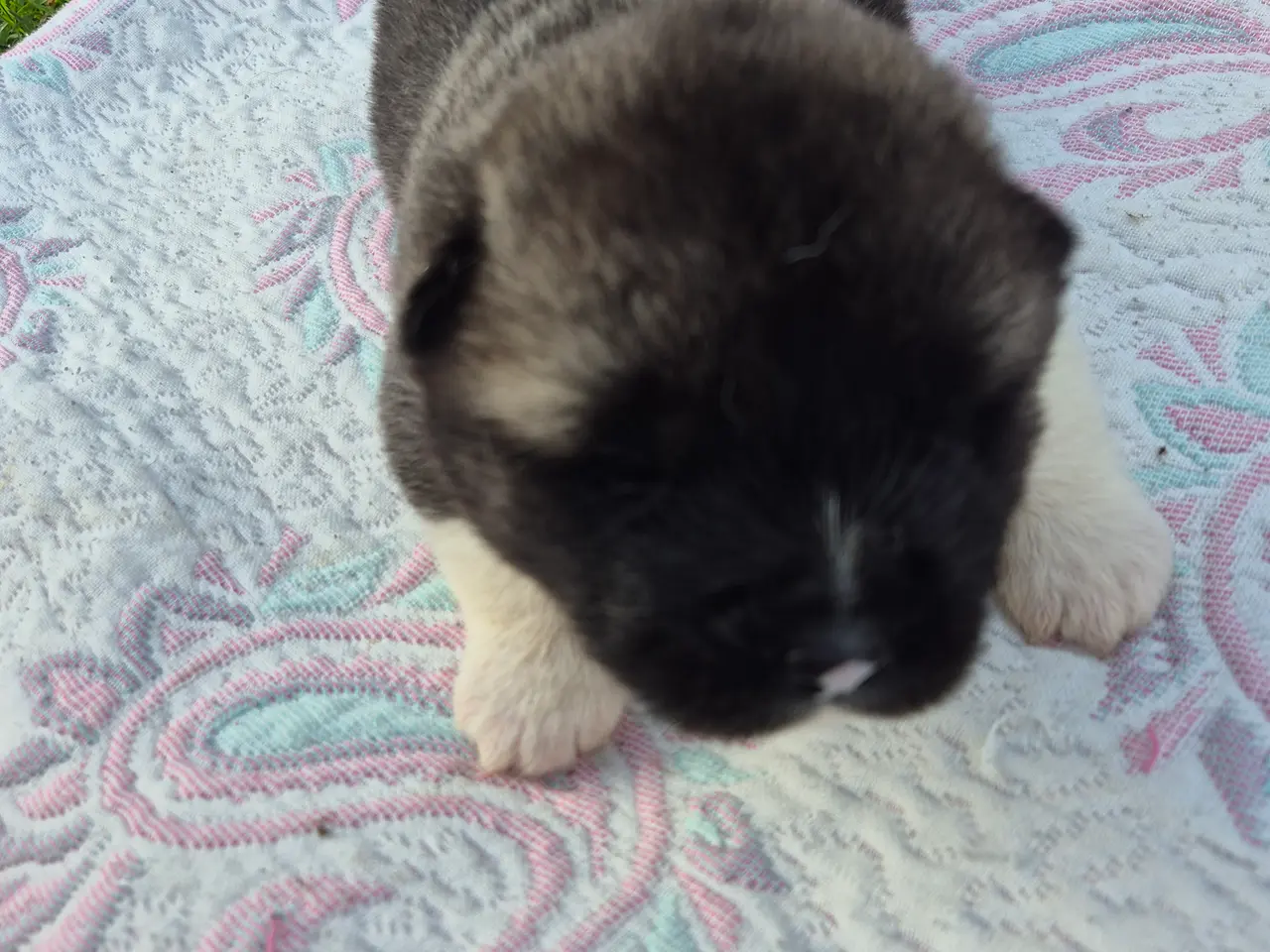 Billede 2 - American Akita hundehvalpe 🩷💙💙💙
