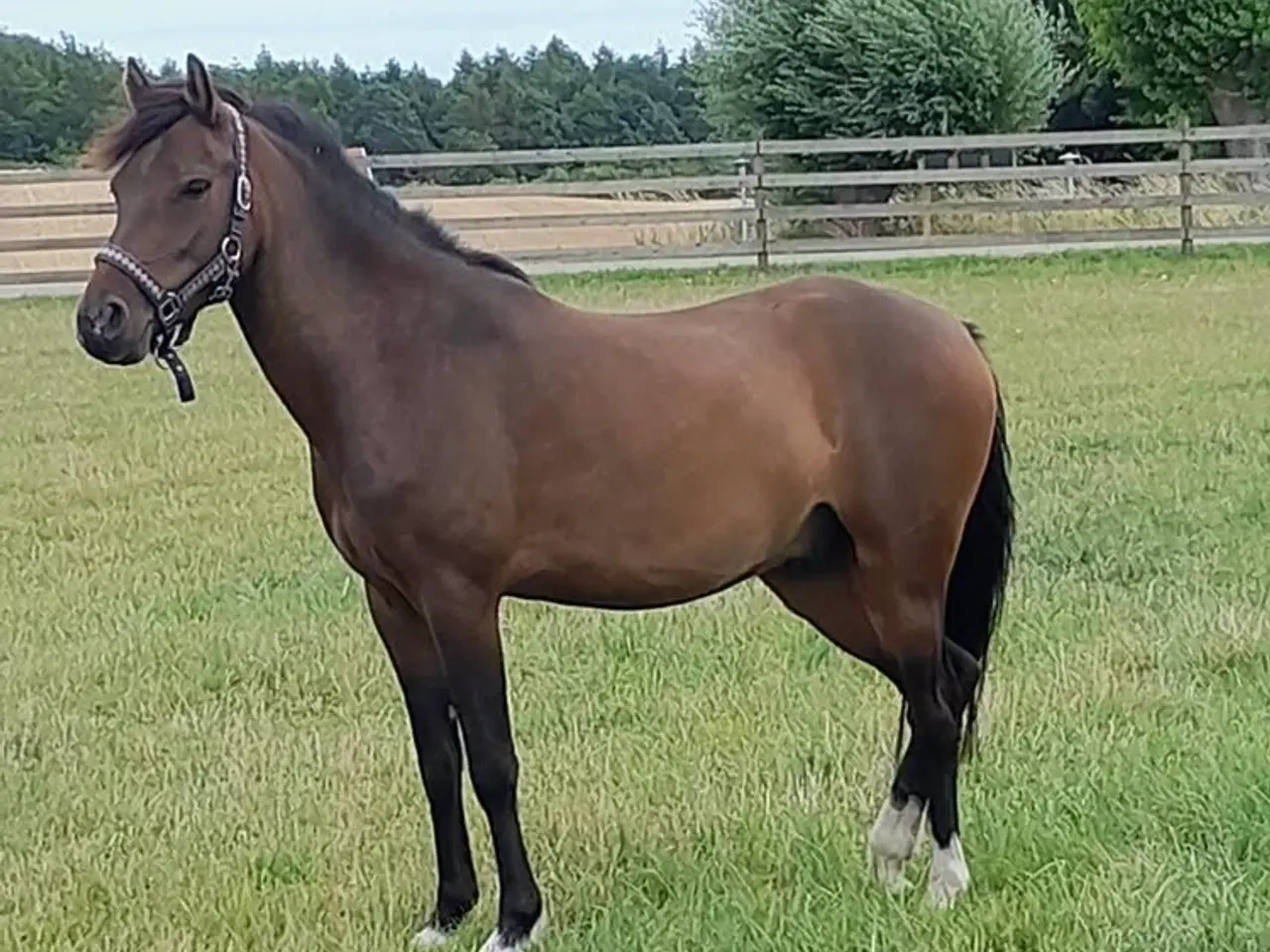 Billede 1 - Welsh Vallak