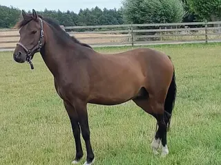Welsh Vallak 