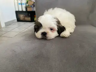 Shih tzu Hvalpe søger sit nye hjem