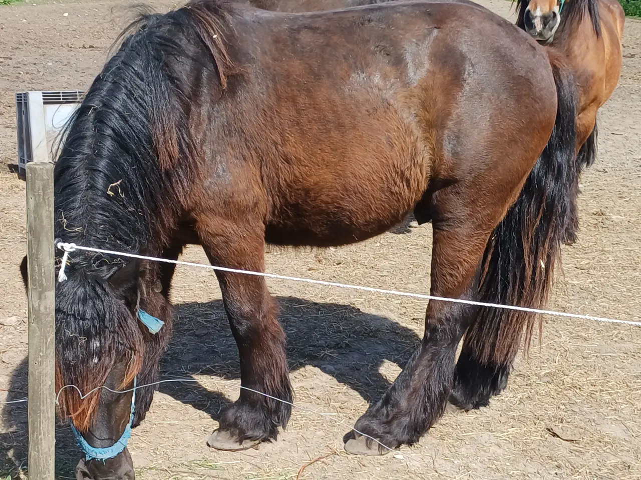 Billede 17 - 2årig Jyskhest hingst sælges