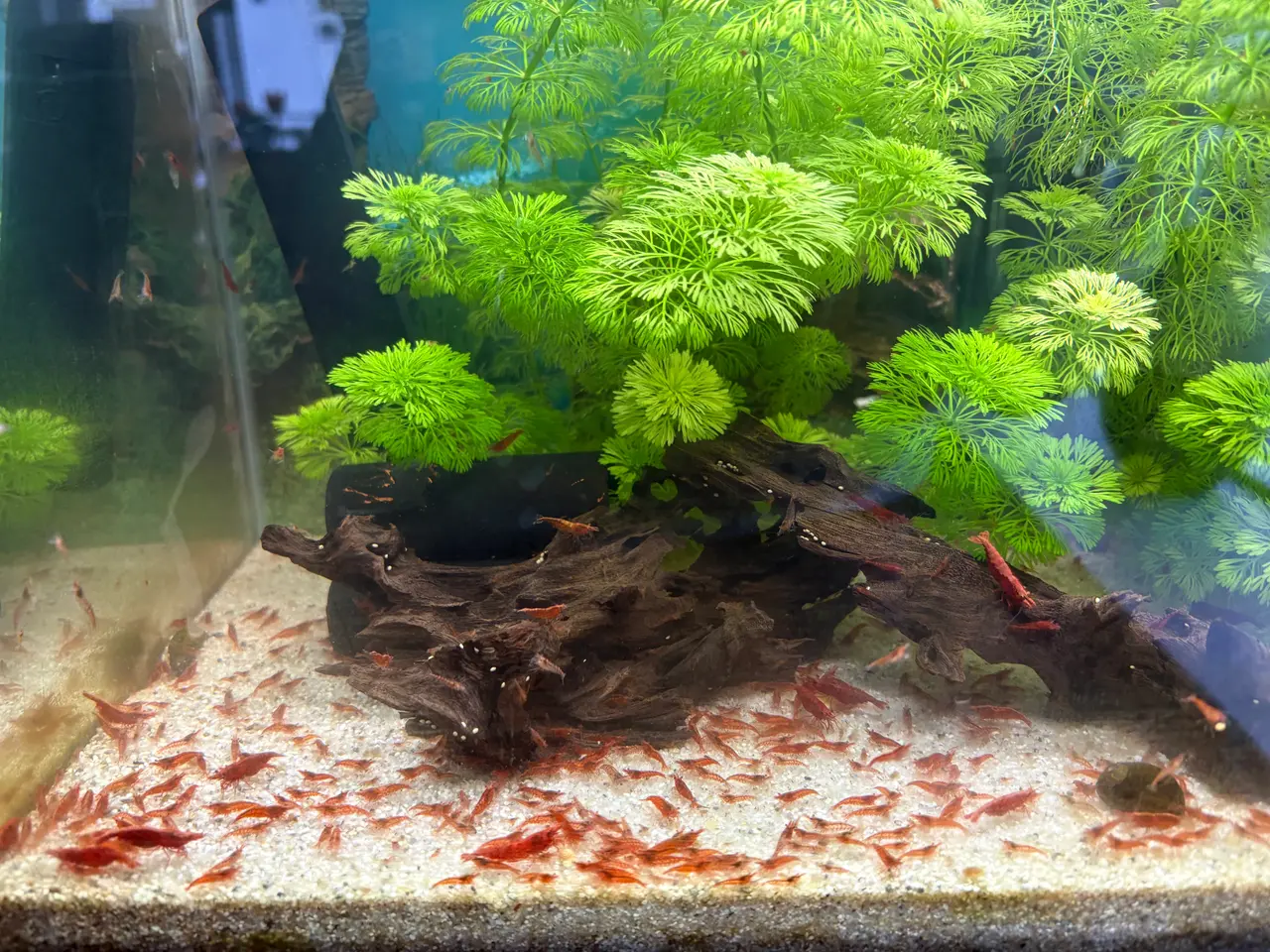 Billede 1 - Fire red yngel