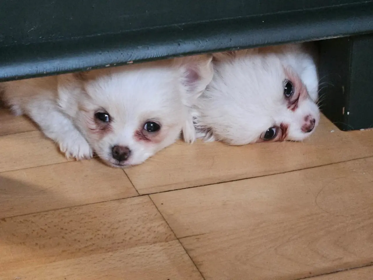 Billede 7 - 3 Pomchi hvalpe klar til at flytte hjemmefra nu