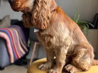 Engelsk cockerspaniel hanhund tilbydes til avl