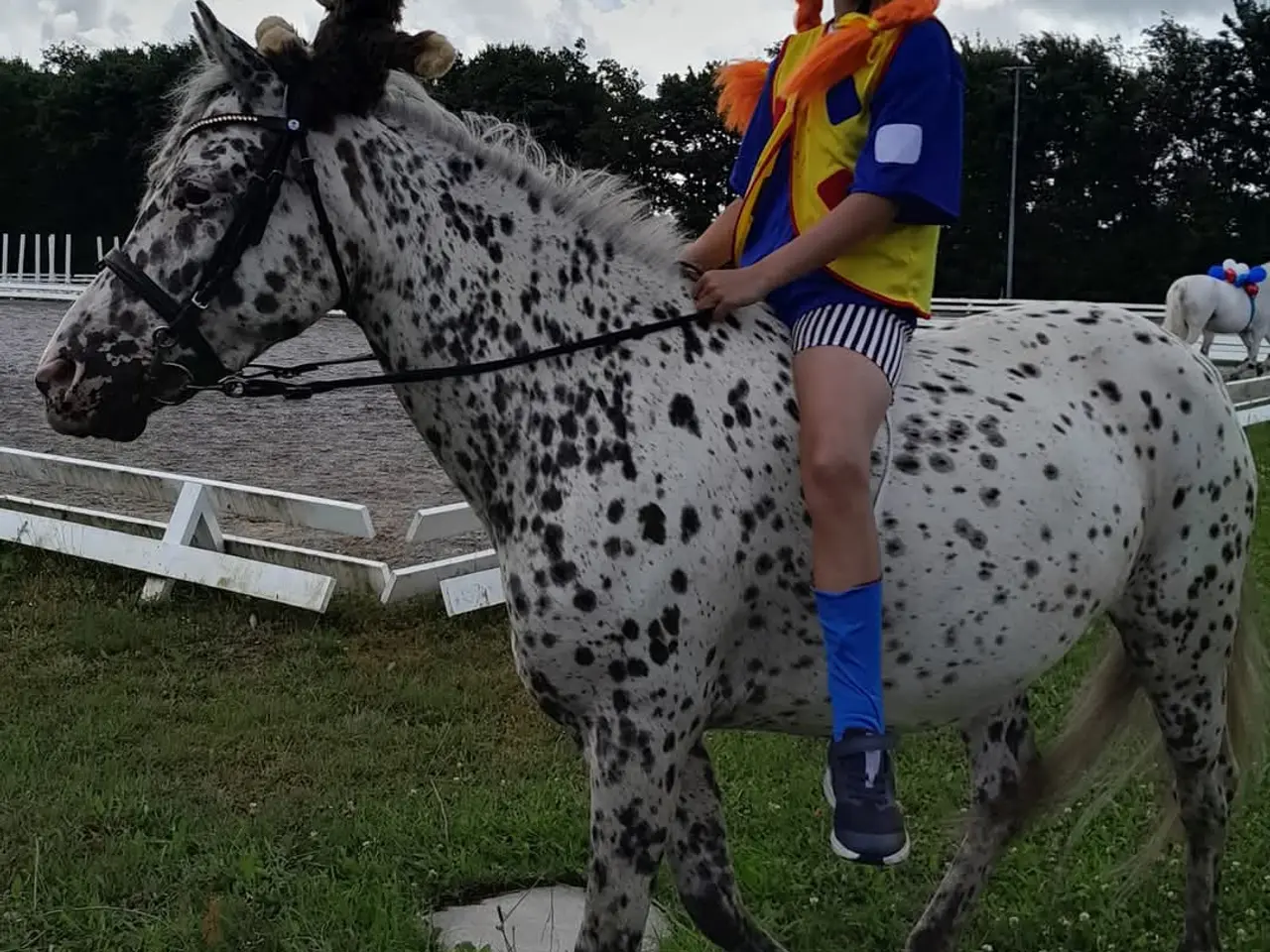 Billede 5 - Max kat 3 spring pony og fløjhoppe