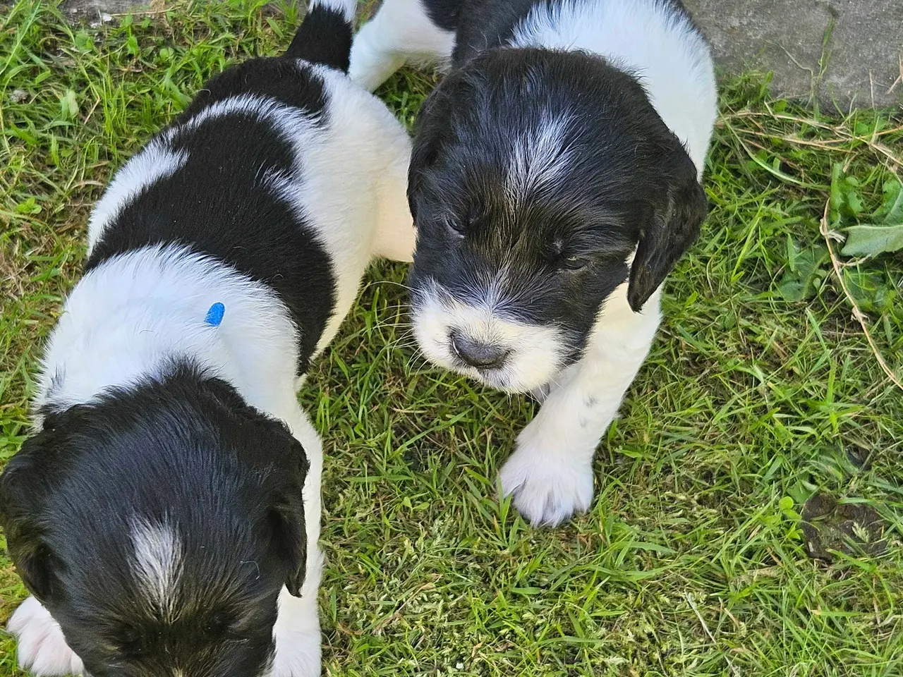 Billede 5 - Engelsk springer spaniel 