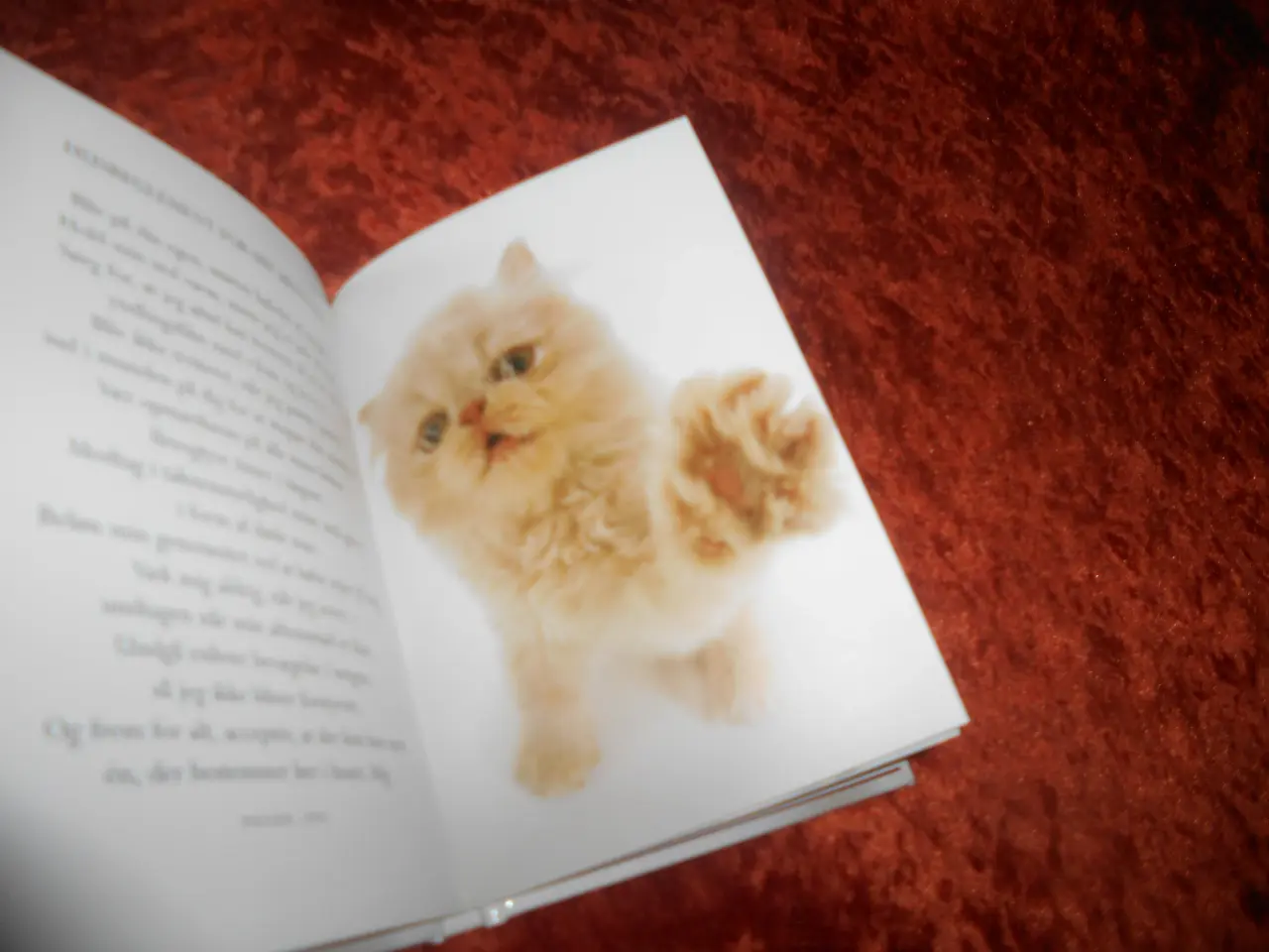 Billede 3 - Guddommelige katte, Stuart og Linda Macfarlane,