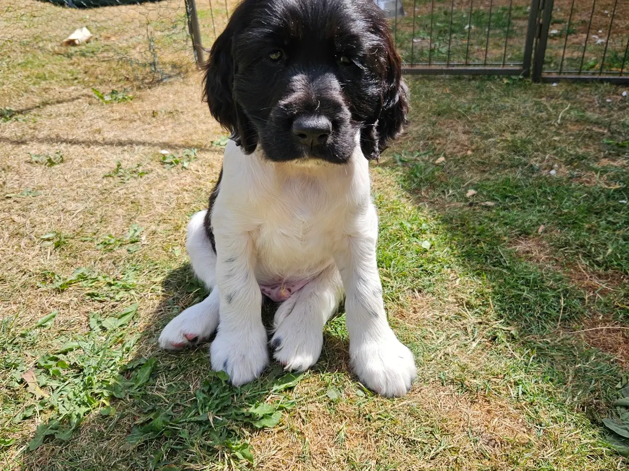 Billede 14 - Engelsk springer spaniel