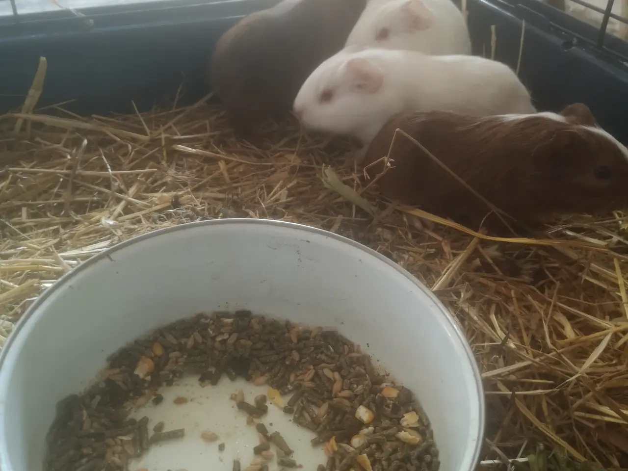 Billede 2 - Marsvin unger tilsalg