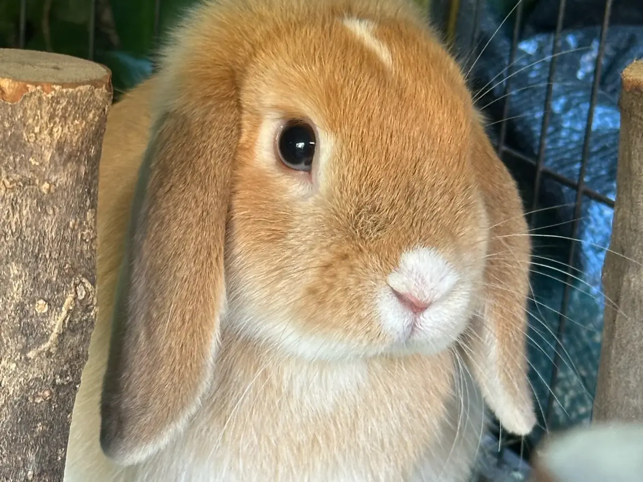 Billede 2 - Kanin unger til salg 🐰💕
