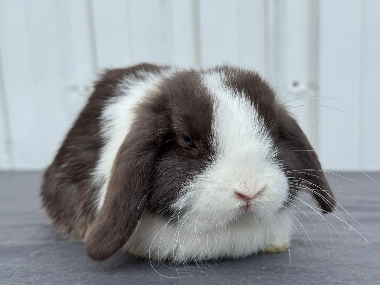 Billede 2 - Mini lop hankanin