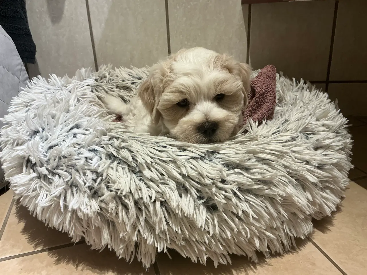 Billede 1 - Malteser/Maltipoo 1 han tilbage