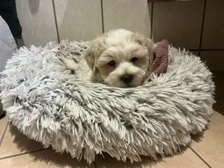 Malteser/Maltipoo 1 han tilbage