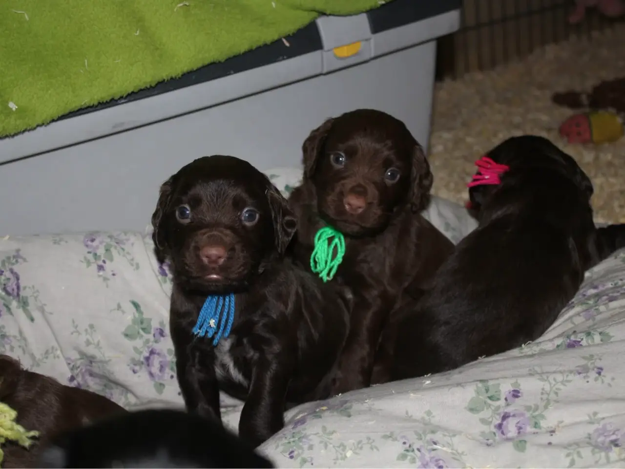 Billede 2 - FT Cocker Spaniel hvalpe med Stamtavle
