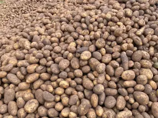 Sava kartofler