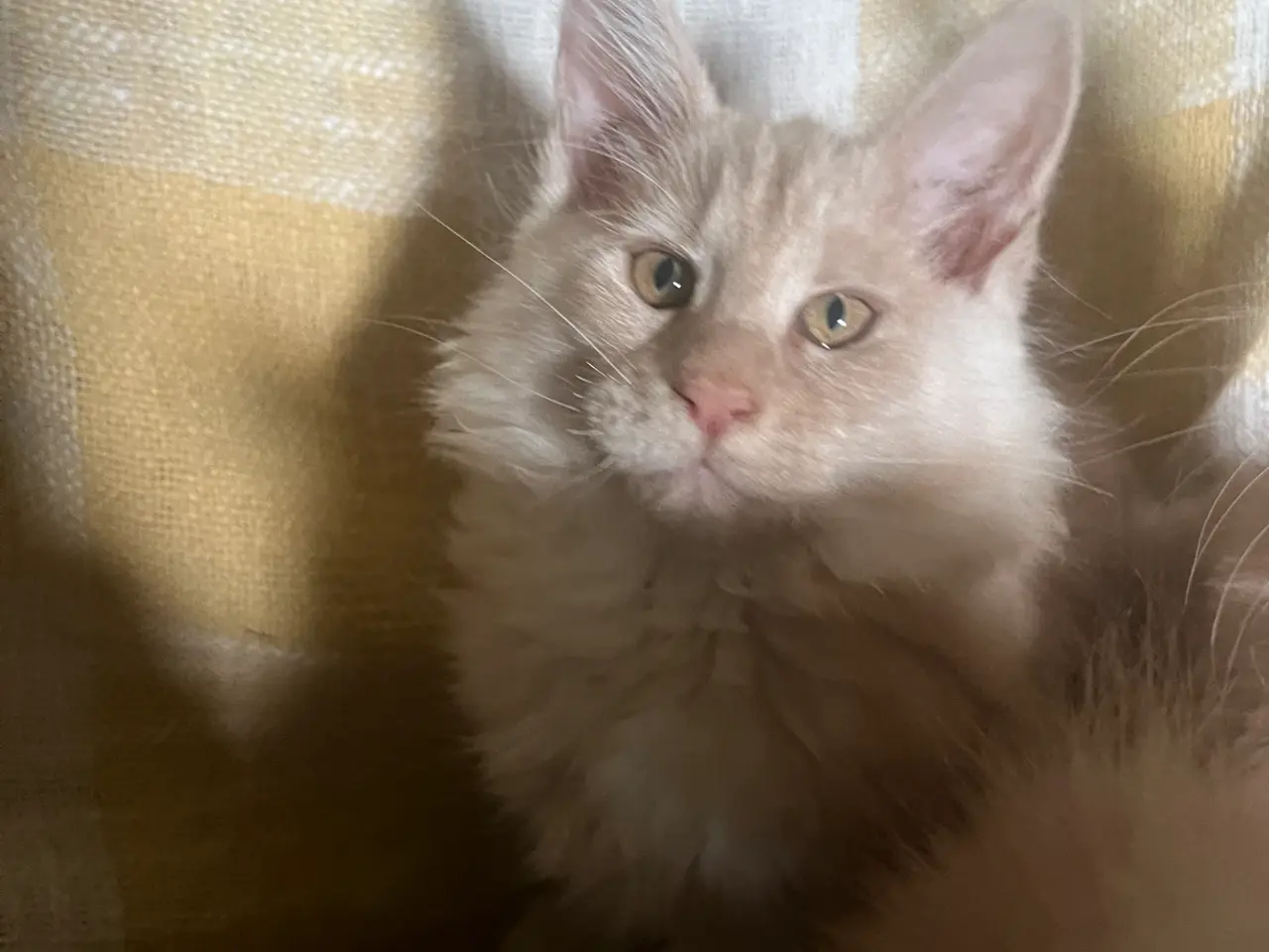 Billede 3 - Søde Mainecoon killinger søger nye sofaer